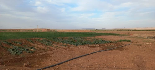Vente Terrain Agricole Djelfa Had sahary