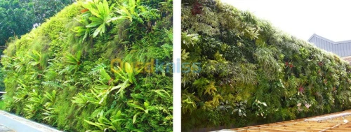 Mur vegetaux (SPHAIGNE)