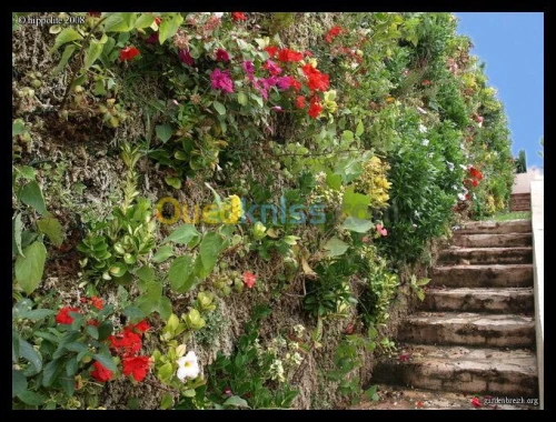 Mur vegetaux (SPHAIGNE)