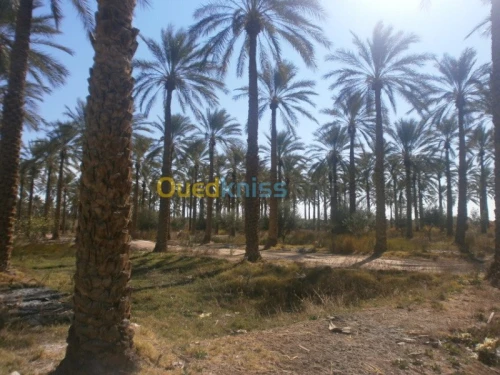 Vente Terrain Biskra Bordj ben azzouz