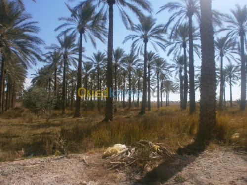 Vente Terrain Biskra Bordj ben azzouz