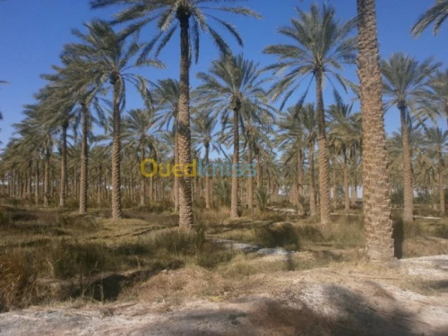 Vente Terrain Biskra Bordj ben azzouz