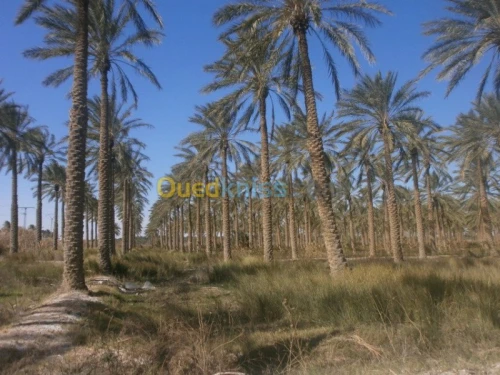 Vente Terrain Biskra Bordj ben azzouz