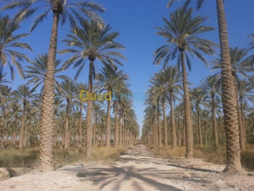 Vente Terrain Biskra Bordj ben azzouz