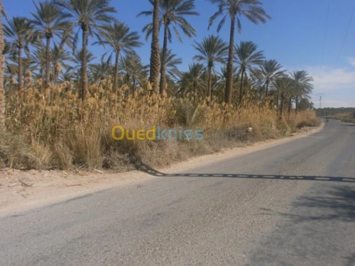 Vente Terrain Biskra Bordj ben azzouz