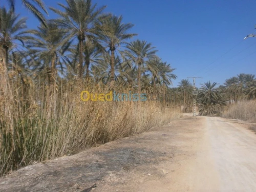 Vente Terrain Biskra Bordj ben azzouz