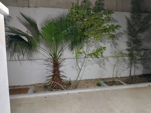 Vente Appartement F3 Alger Birkhadem