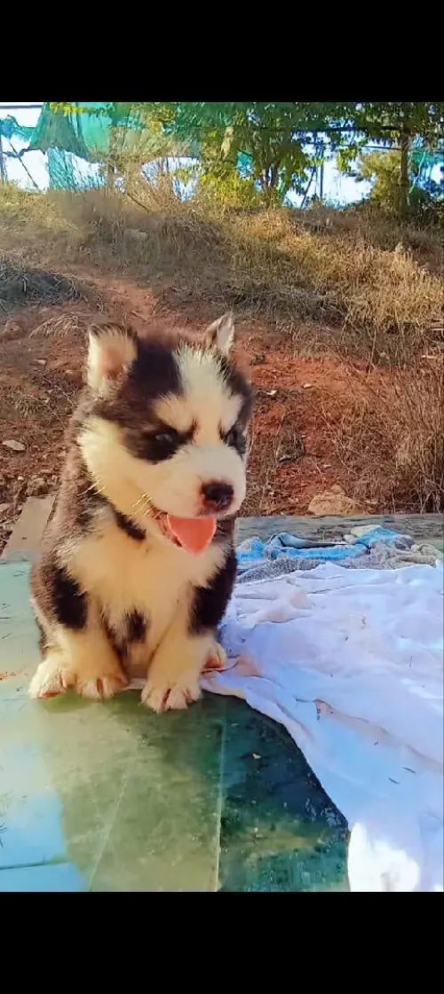 Husky