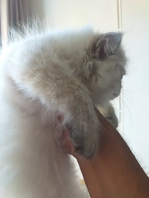 Chats persans