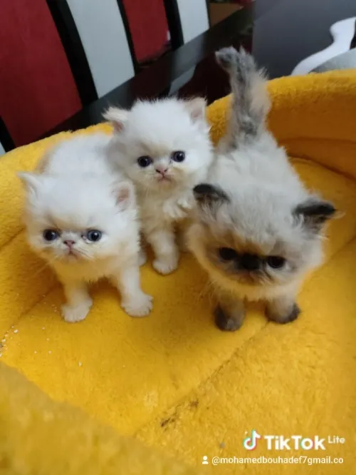 Chat Persan Himalaya 