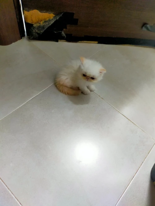 Chat Persan Himalaya 