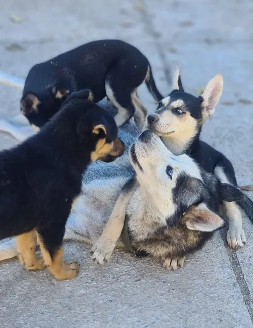 Rottsky