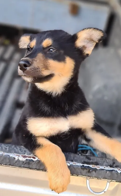 Rottsky