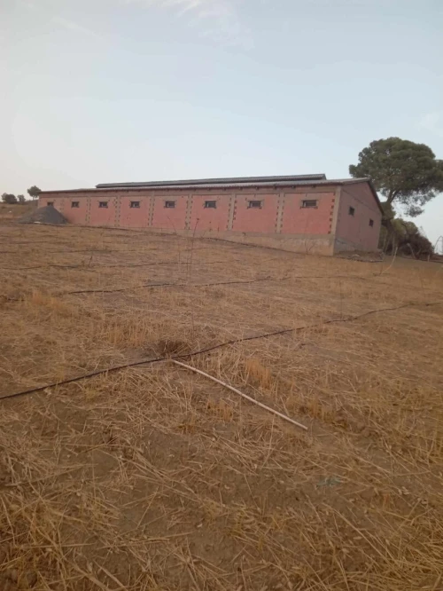 Location Hangar - Usine Médéa Zoubiria