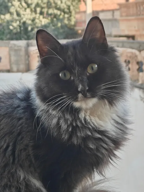 Adoption chat femelle vacciné stérilisé (8 mois)