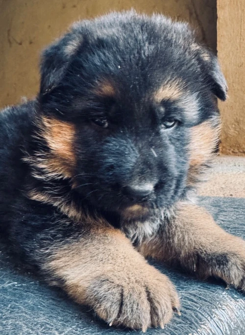 Chiots berger allemand pédigrée راعي الماني بشهادة الأصول