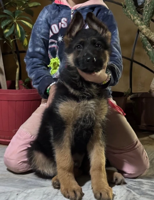 Chiot berger allemand pédigrée