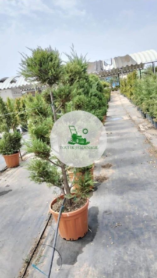 تهيئة المساحات الخضراء