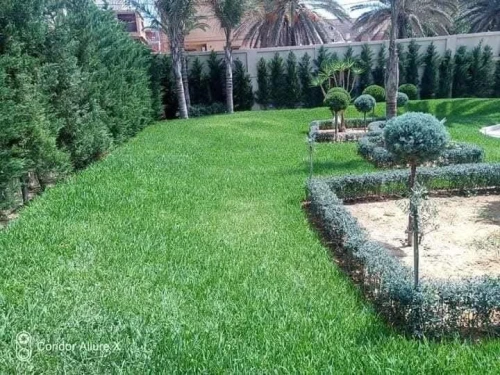 Aménagement Espace vert et pose Gazon naturel