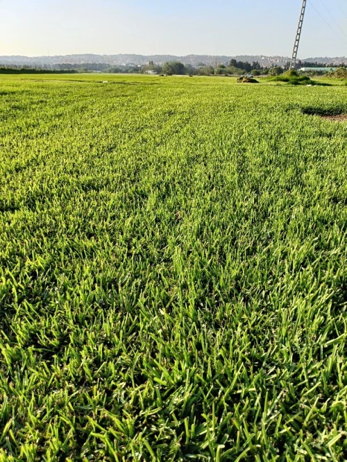 Préparation gazon naturel et espace vert