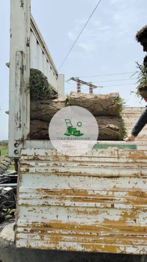 تهيئة المساحات الخضراء