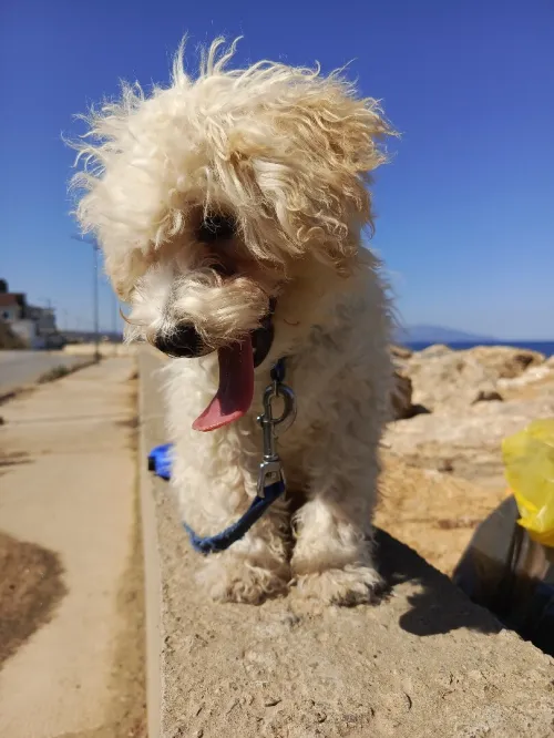 A vendre caniche malle l'âge de 4 mois avec carnet vaccination 