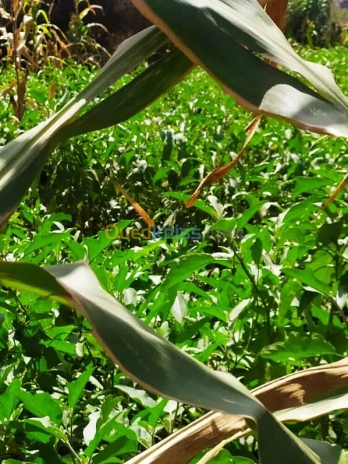 Vente Terrain Agricole Alger Zeralda