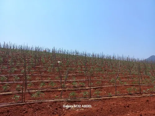 Vente Terrain Agricole Tipaza Tipaza