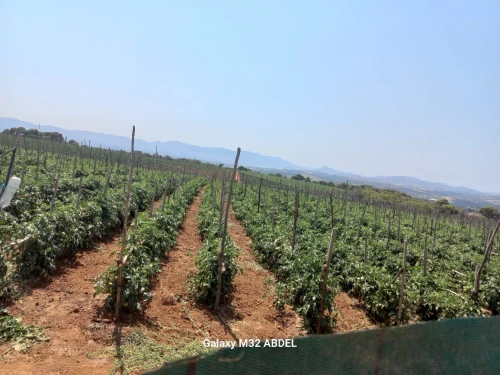 Vente Terrain Agricole Tipaza Tipaza