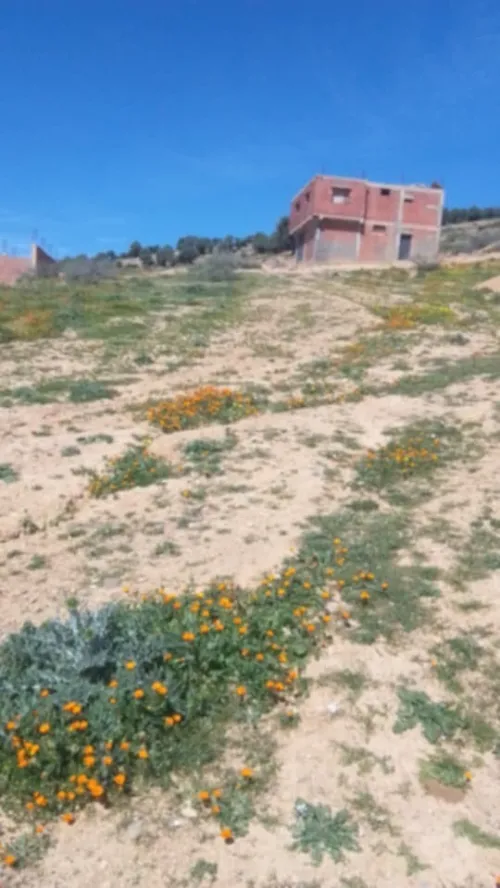 Vente Terrain Aïn Defla Khemis miliana