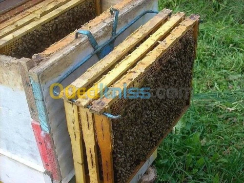 essaim ruche abeilles نحل