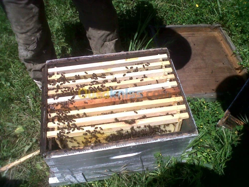essaim ruche abeilles نحل