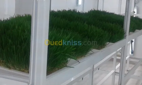 fourrage vert, hydroponie,aquaponie