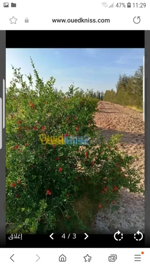 Vente Terrain Agricole Biskra Oumache