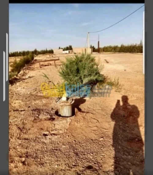 Vente Terrain Agricole Biskra Oumache