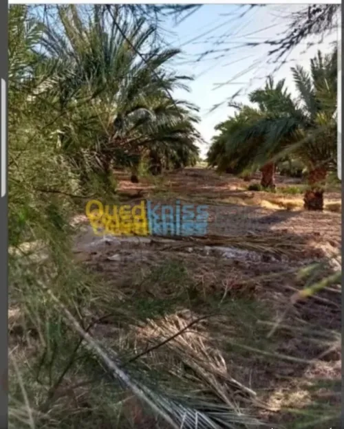 Vente Terrain Agricole Biskra Oumache