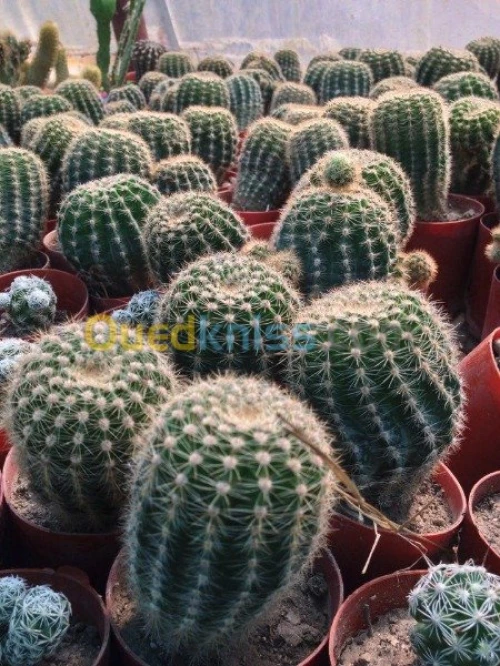 Entreprise des Espaces Verts