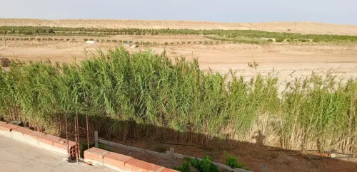 Vente Terrain Agricole Djelfa Ain el ibel
