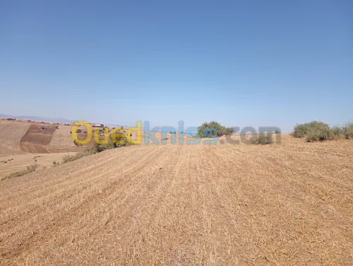 Vente Terrain Agricole Aïn Defla Djendel