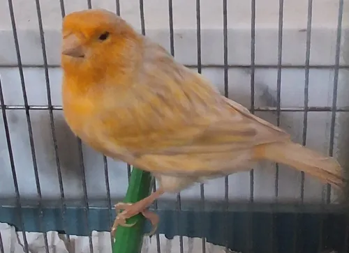A vendre canari mâle satiné