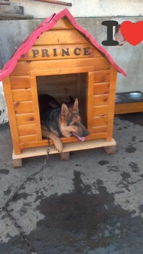 niche et cage pour chien, منزل كلاب 
