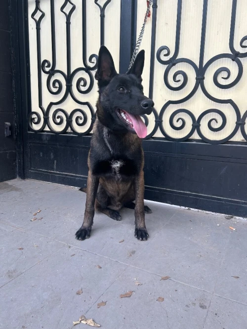 malinois charbonni