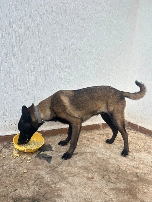 malinois charbonni