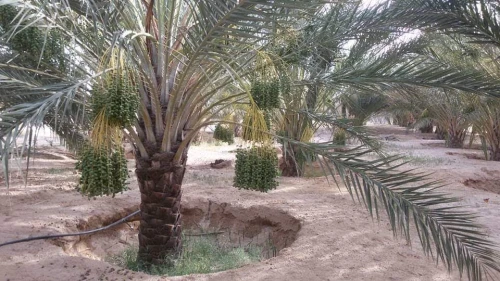 Vente Terrain Agricole Biskra Sidi okba