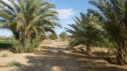 Vente Terrain Agricole Biskra Sidi okba