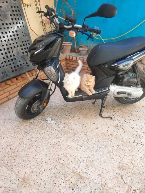 Yamaha Slider 2018