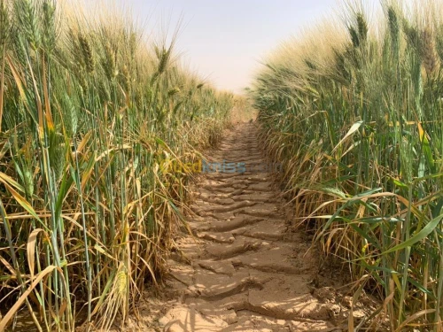 Pivots irrigation 