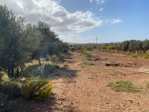Vente Terrain Tlemcen Msirda fouaga