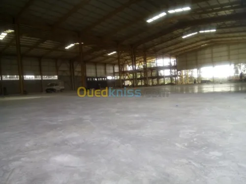 Location Hangar Blida Ouled el alleug