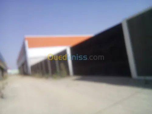 Location Hangar Blida Ouled el alleug